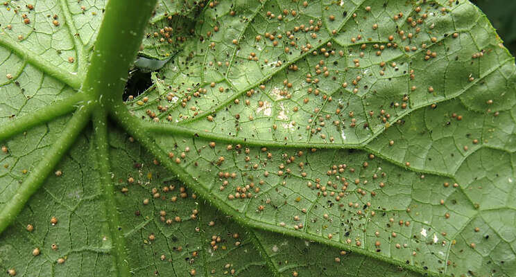 Parasitic wasps and gall midges to control aphids in cucumber