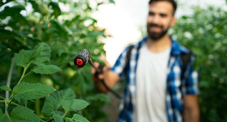 Managing bacterial leaf spot resistance in greenhouse