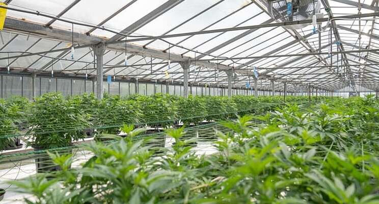 Glass House Farms' massive cannabis expansion