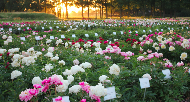 Peony Showgarden Holland opens for season 2022