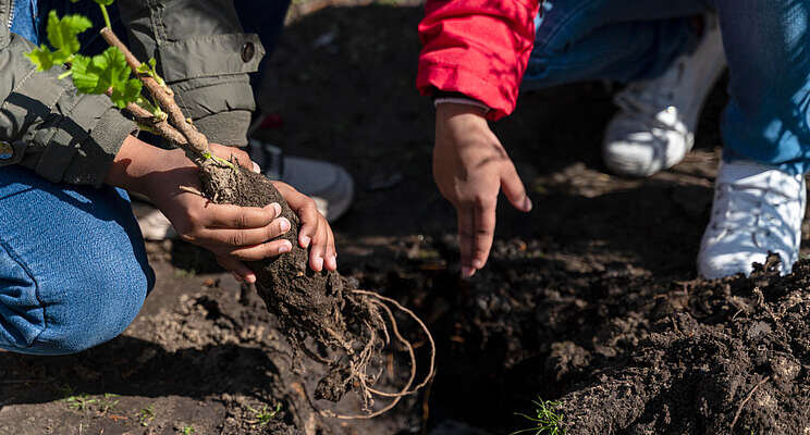 Rooted in healthy soil: Conservation practices deliver economic rewards