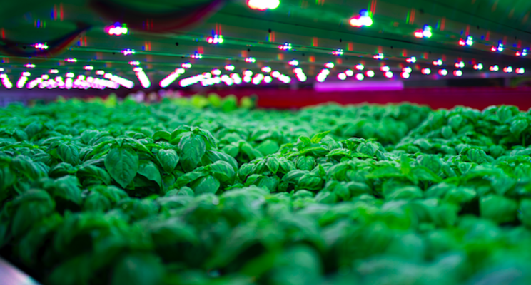 The vertical farming wars by way of Luxembourg