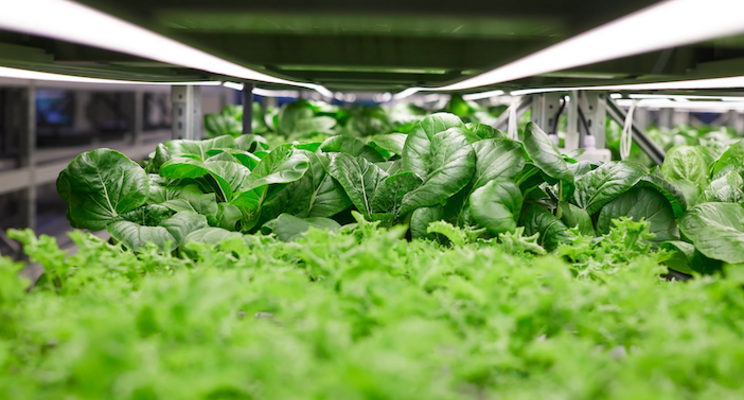 LSTH predicts vertical farming boost from Ukraine disruption