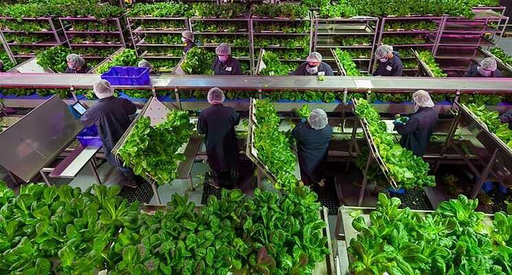 Vertical farming reaches new heights