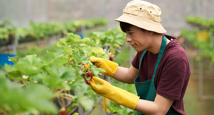 Affirnor Growers hits the shelves with vertical farmed strawberries