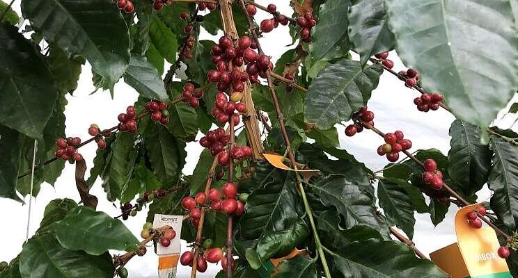 Coffee from the greenhouse?