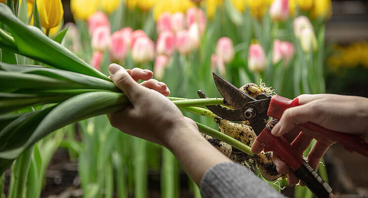 What cut flowers and wordle have in common