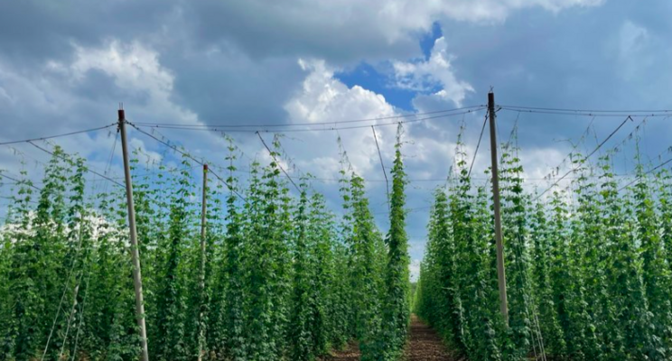 Building climate resilience for hops using real-time data AI