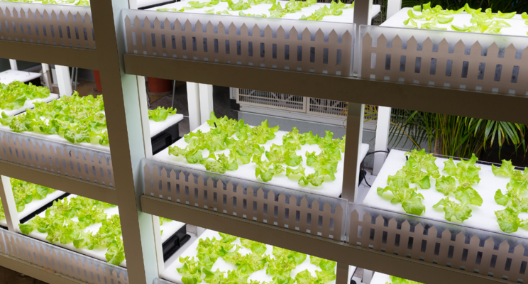 7 tips for cutting your urban farming costs