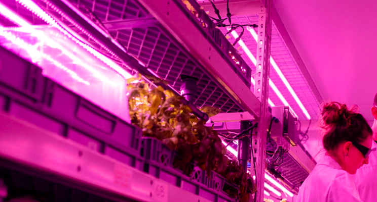 The indoor vertical organic farm is putting roots down