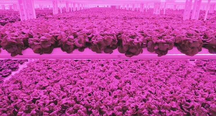 Vertical farming leader expands into the rockies