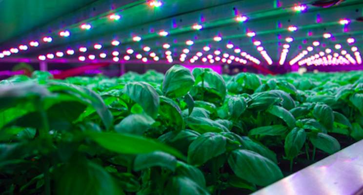 Vertical Farming: Aiming to feed the future