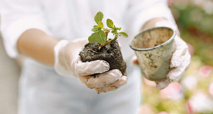 Watch out for this new calibrachoa virus