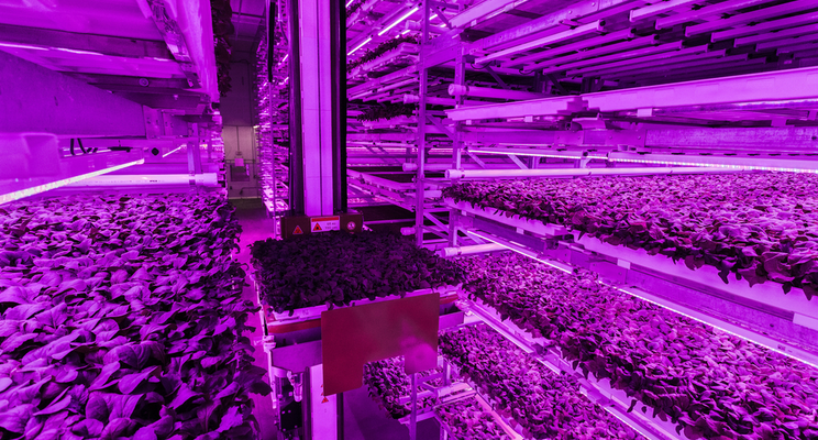 Can vertical farms be the answer to food safety concerns?