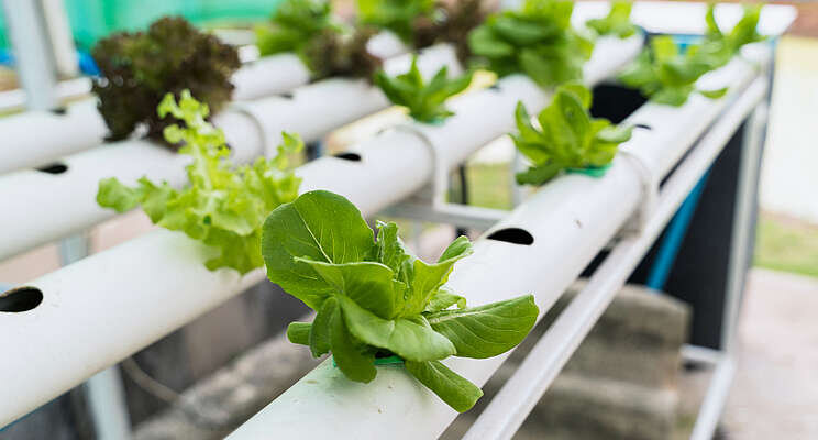 A guide to planning a commercial aquaponics greenhouse