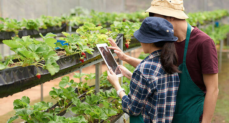 Greenhouse strawberry growers have new digital tech option