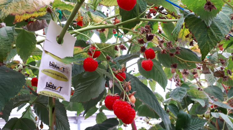 Protect raspberry plants preventively against spider mite