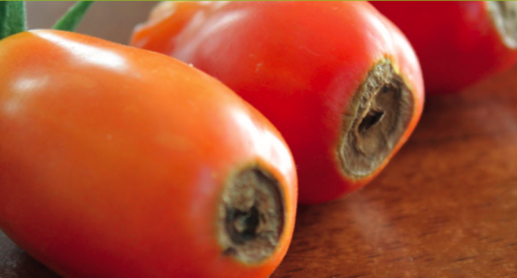 WHITEPAPER | Prevention of blossom end rot in tomatoes