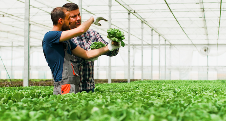 Duets: Hydroponic growing systems for small growers