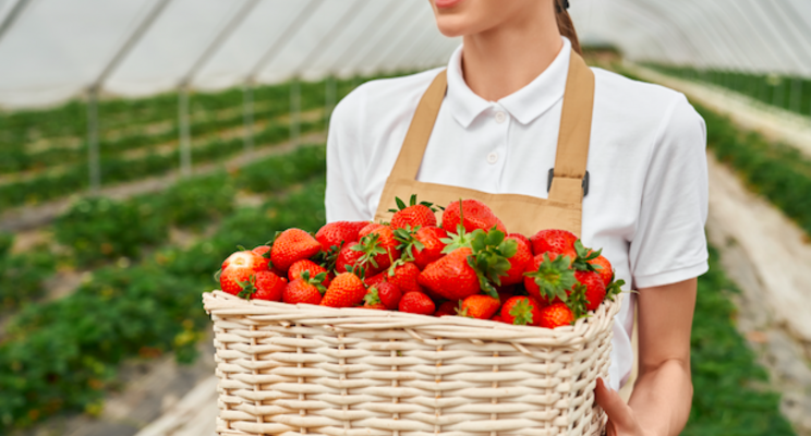 Korean-funded Smart Greenhouse showcases strawberry production