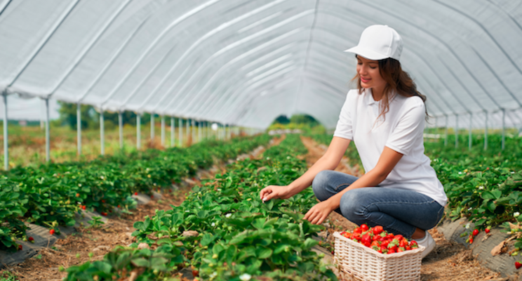 Nature Fresh expands indoor strawberry production