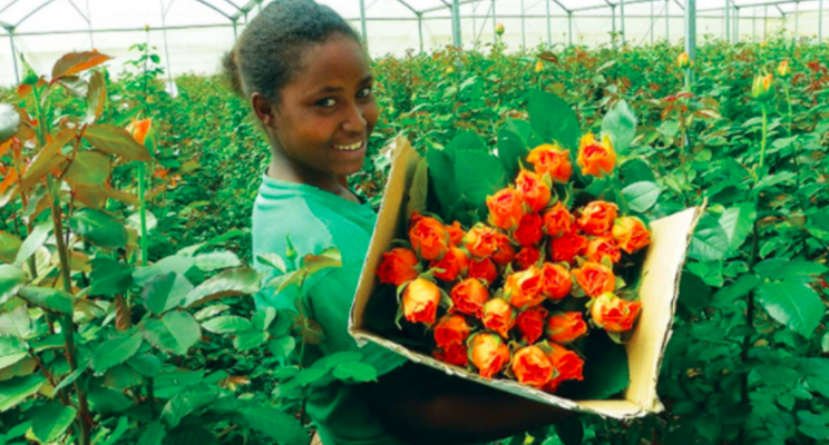 Ethiopian horti export generates $286 M