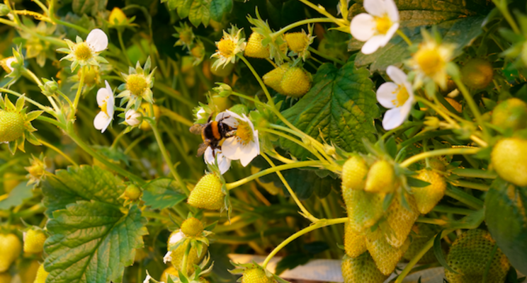 Successful pollination during cold days thanks to Bee-Coat