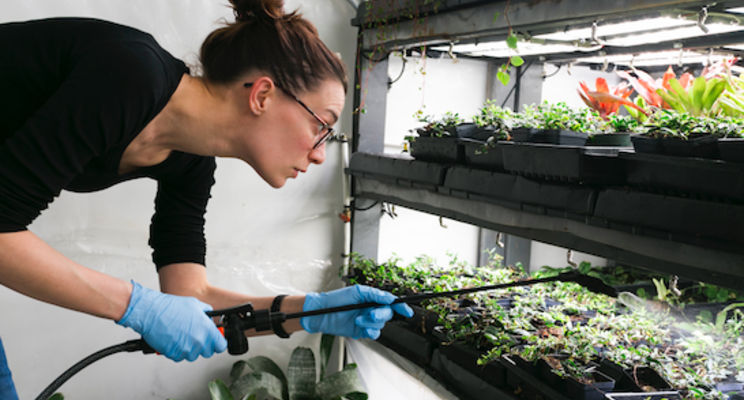 Sustainable salad is being grown in urban shipping containers