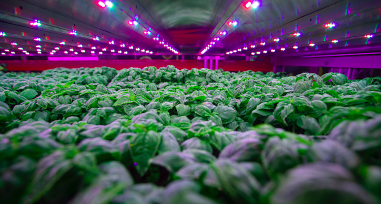 Vertical farming rising to tackle global food crisis