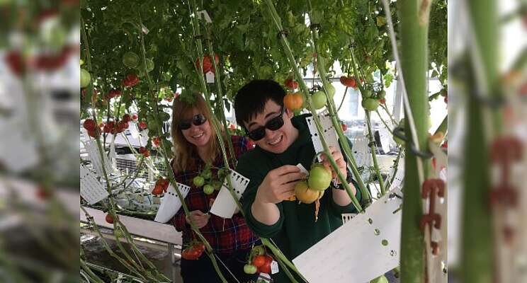 Mapping tomato flavour preferred by consumers