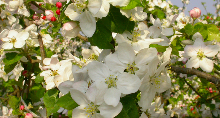 Bluestim protects fruit blossoms from night frost