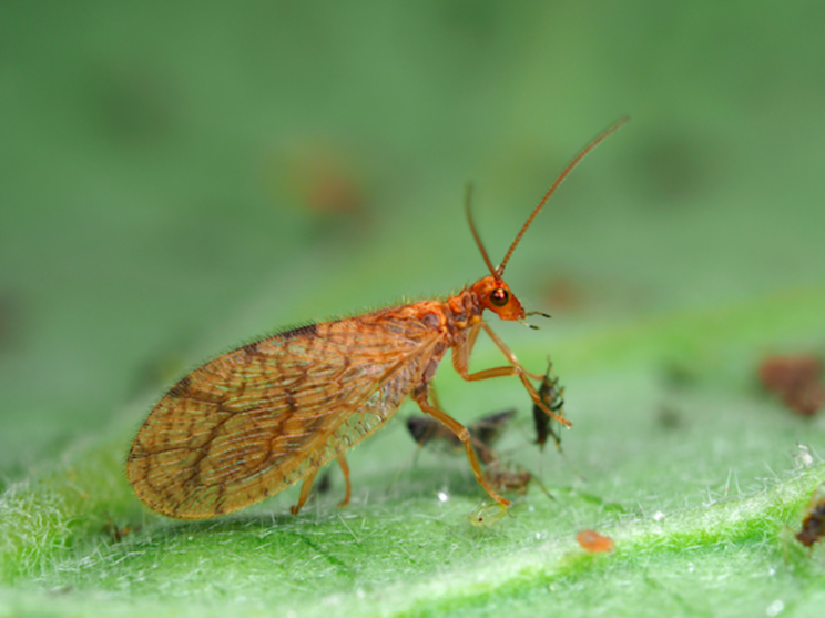 Micromus-System optimises aphid control