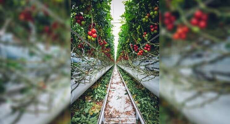 Industrial sustainability: Power to the tomatoes!