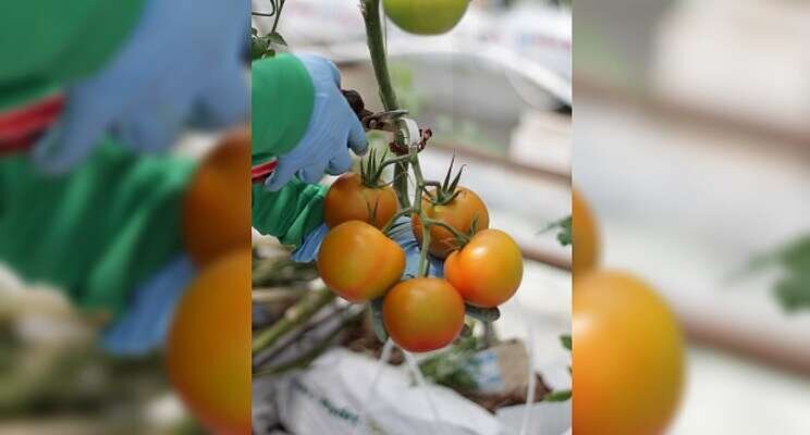 Watch out for tomato plants sold for the English market Watch out for tomato plants sold for the English market