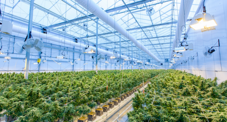 Facilities don't grow cannabis plants, people do