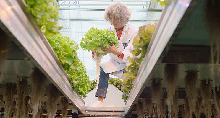 Feeding the bush from the backyard with vertical farming