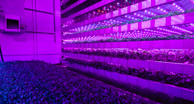 Vertical farming to help feed the world