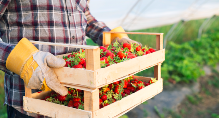 New distribution agreement for greenhouse strawberries