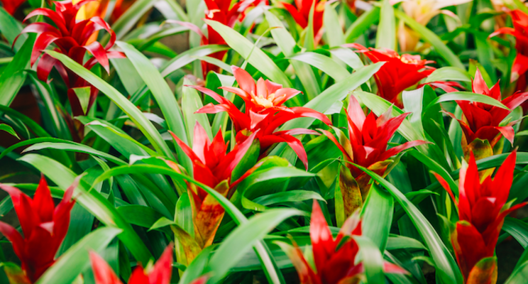 Experienced orchid grower adds new bromeliad line