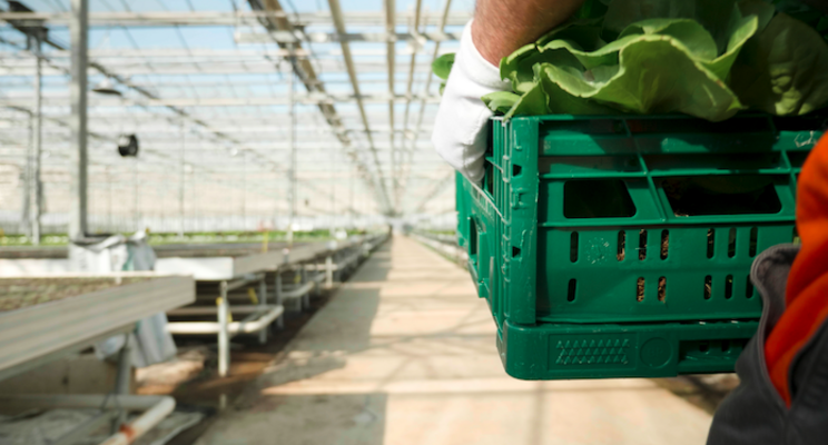 Should hydroponics be considered organic?