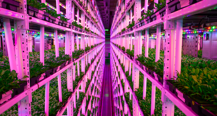 Ocado at forefront of vertical farming revolution, broker says