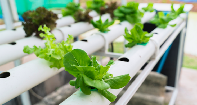 First soil-based organic indoor farm in Seattle area