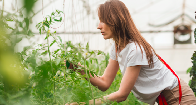 Get to know your greenhouse water