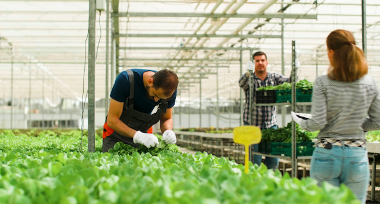 New research: Are high tunnels a profitable investment? 