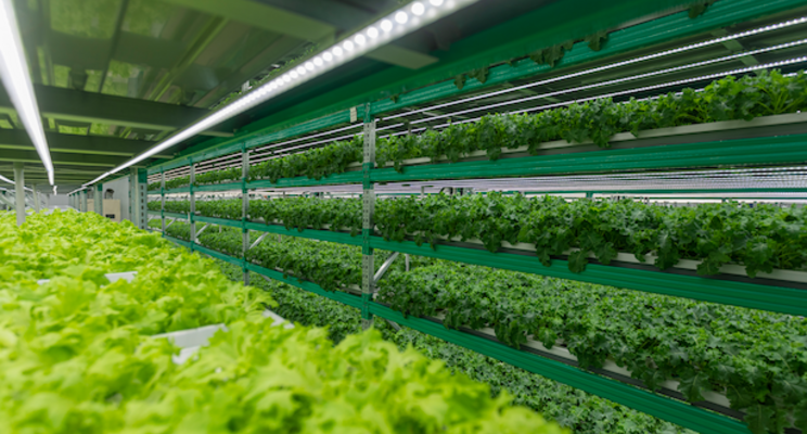 Indoor farming delivers super-fresh produce to cities