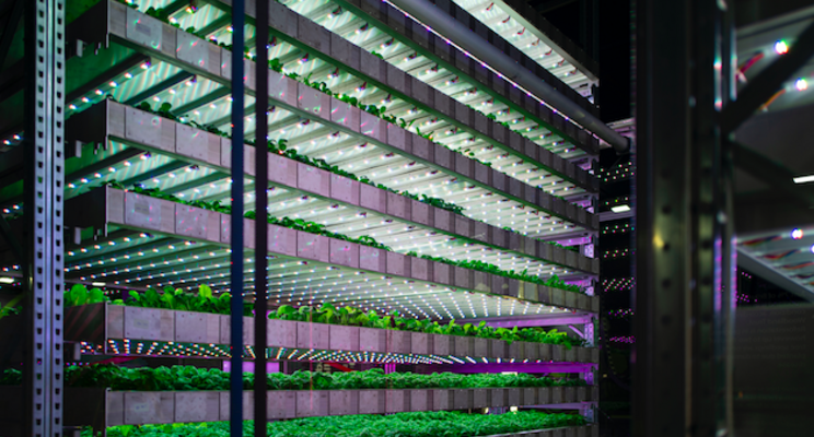 Vertical farming firm Kalera eyes SPAC deal