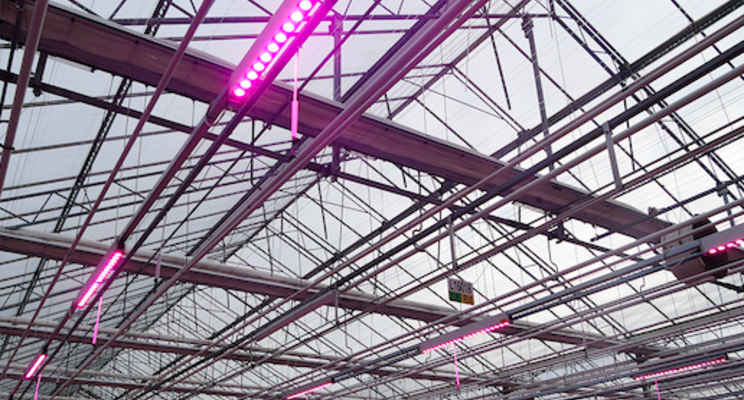 Five tips to switch to LED lighting in your greenhouse