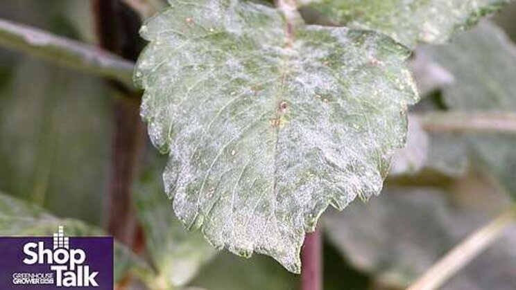 Tips to prevent the spread of powdery mildew in greenhouses