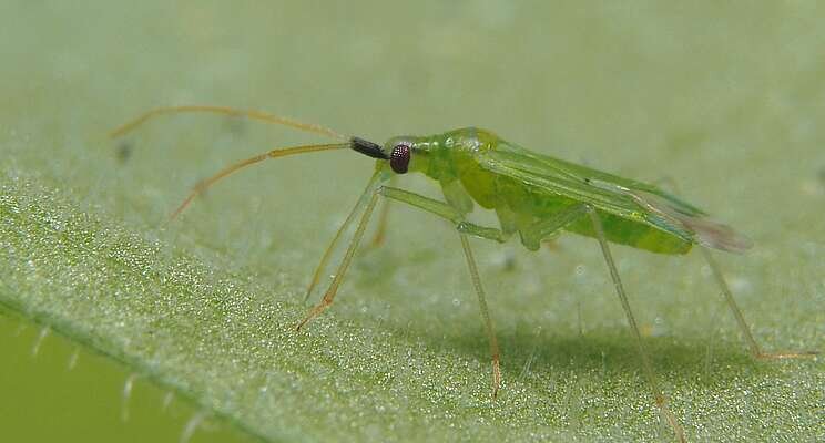 Feed Macrolophus for best start in tomatoes