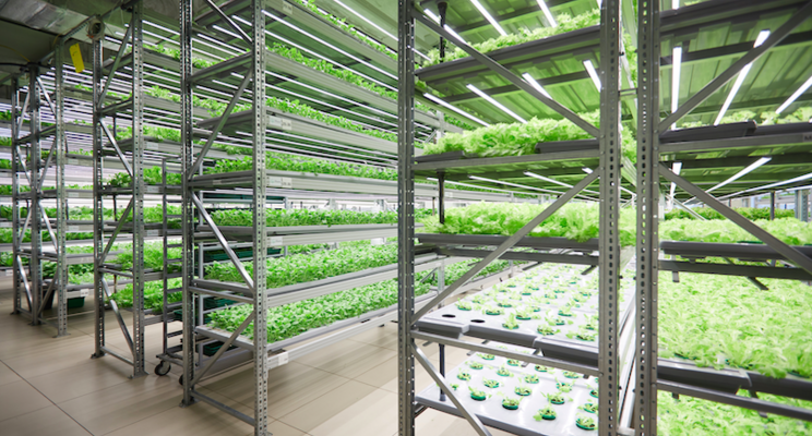 New vertical farming operation to create 125 jobs